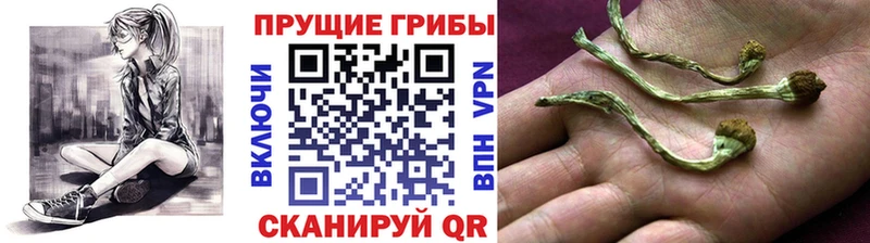 Галлюциногенные грибы Cubensis  Стерлитамак 